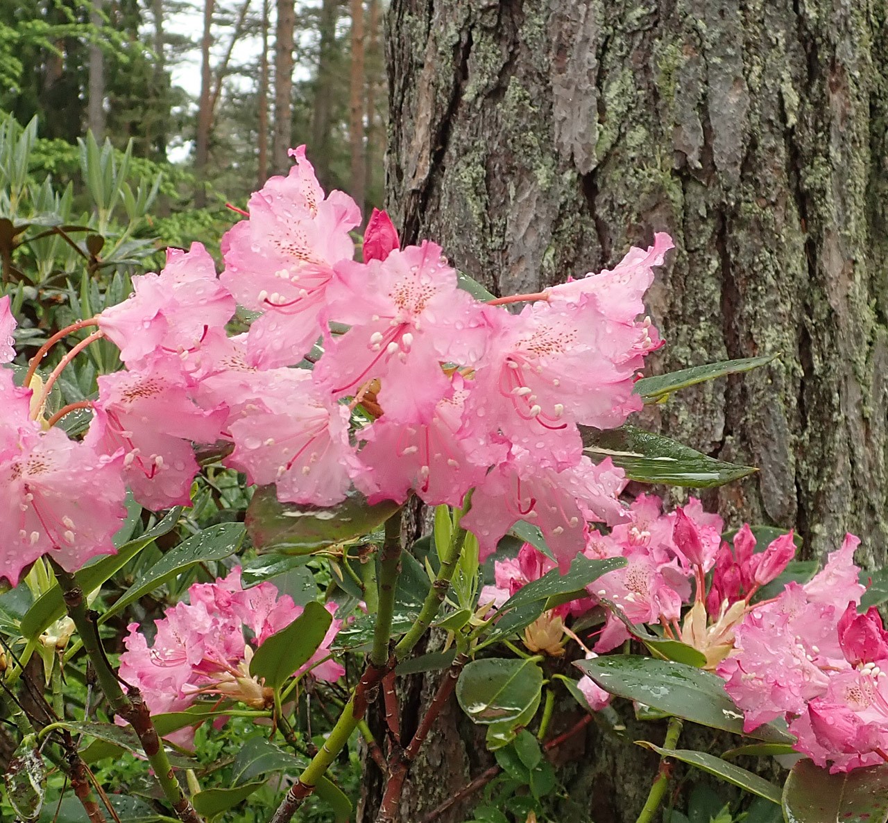 R. macrophyllum